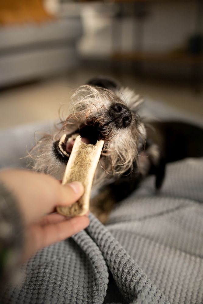 Natural Antler Chew for Dogs from TNC PETS / 4DOGS Original