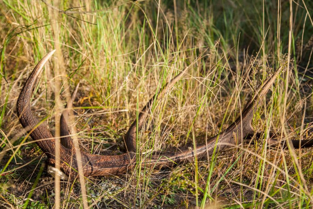 Naturally shed deer antlers from which chews are made